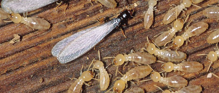  Termite Treatment 
